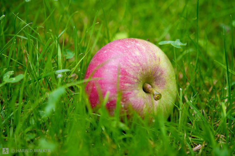 apple-fallen apple-fallen