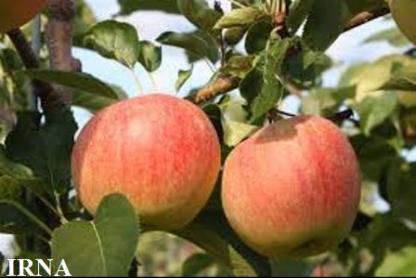 apple_nano apple_nano