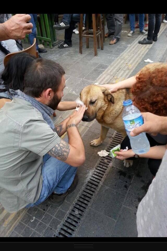 نگاهی به احساسات انسانی و خیرخواهانه در گوشه و کنار جهان